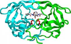 新的CRISPR-Cas9變體可以響應(yīng)病毒蛋白酶