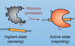 給Cas9一個(gè)on開關(guān) 以更好地控制CRISPR基因編輯