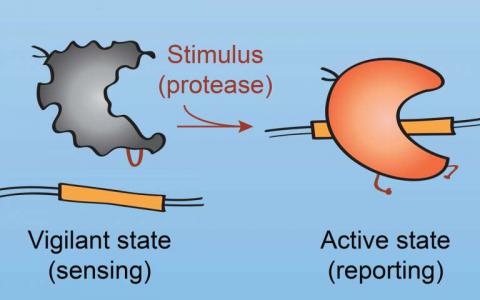 給Cas9一個(gè)on開(kāi)關(guān) 以更好地控制CRISPR基因編輯