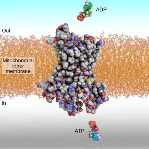 載體蛋白如何將ADP和ATP轉(zhuǎn)運進(jìn)線粒體