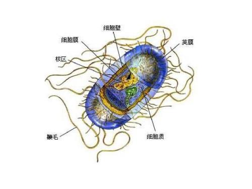 微生物的香氣可以使作物免于干旱