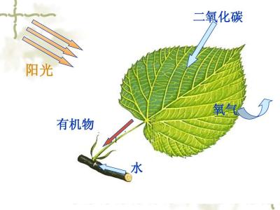 科學(xué)家設(shè)計(jì)了光合作用小故障的捷徑 將作物生長(zhǎng)提高了40％