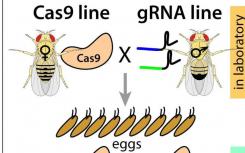 開(kāi)發(fā)了基于CRISPR的新技術(shù) 通過(guò)精確制導(dǎo)遺傳學(xué)控制害蟲(chóng)