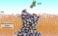 載體蛋白如何將ADP和ATP轉(zhuǎn)運進線粒體
