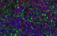 科學(xué)家們在細胞內(nèi)開辟了生物制劑的新世界