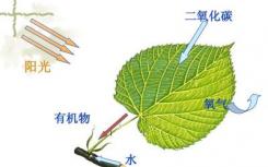 科學(xué)家設(shè)計了光合作用小故障的捷徑 將作物生長提高了40％