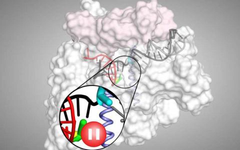 科學(xué)家們對(duì)如何控制基因表達(dá)提供了新的見解