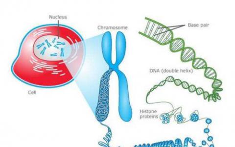 逐個(gè)細(xì)胞DNA科學(xué)是2018年的突破