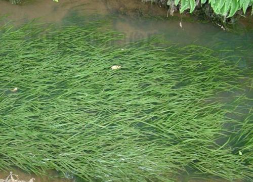 該基因有助于沉水植物