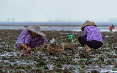 牡蠣水產(chǎn)養(yǎng)殖限制了野生牡蠣種群的疾病