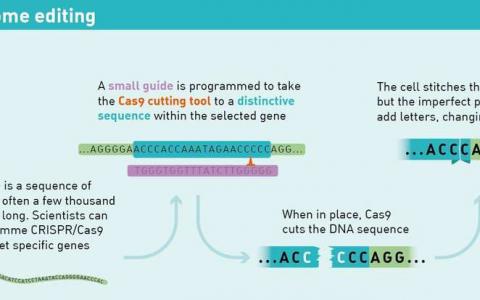 科學(xué)家破解了CRISPR代碼 用于精確的人類基因組編輯