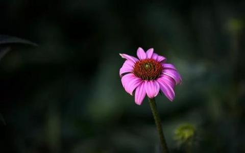 菊科紫錐花天然提取物