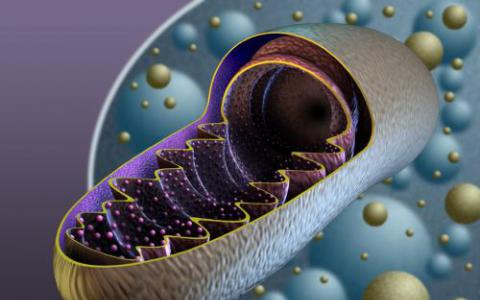 線粒體蛋白毒性似乎是分子發(fā)病機制的中心