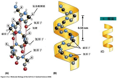 分子伙伴如何形成蛋白質(zhì)機械的動態(tài)支架