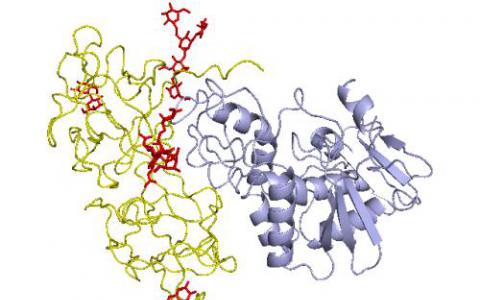 新的分子工具可識別糖蛋白附著物