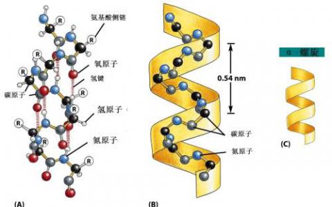 分子伙伴如何形成蛋白質(zhì)機械的動態(tài)支架