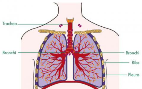 研究描述了器官和組織再生過程中染色質(zhì)的動態(tài)變化