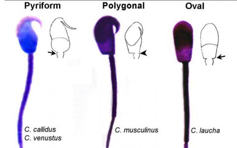 奇怪形狀的小鼠精子可以用來區(qū)分物種