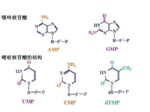 科學(xué)家創(chuàng)造出含八種核苷酸的雙鏈DNA