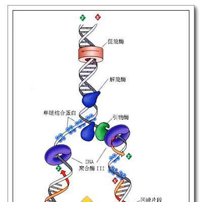 研究人員確定細(xì)菌復(fù)制解旋酶如何打開以啟動DNA復(fù)制過程