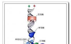 研究人員確定細菌復制解旋酶如何打開以啟動DNA復制過程