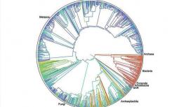 跨越真菌生命樹的DNA修飾的新比較研究