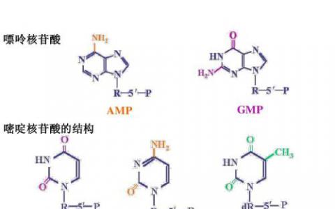 科學(xué)家創(chuàng)造出含八種核苷酸的雙鏈DNA