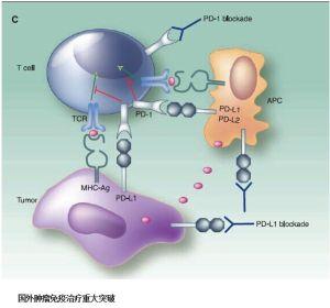 Torque與默沙東達(dá)成合作 增強(qiáng)抗PD-1藥物療效