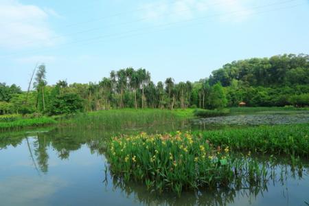 用水生植物改善生態(tài)系統(tǒng)