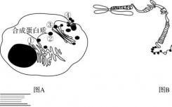 研究人員發(fā)現(xiàn)了調節(jié)端粒的機制