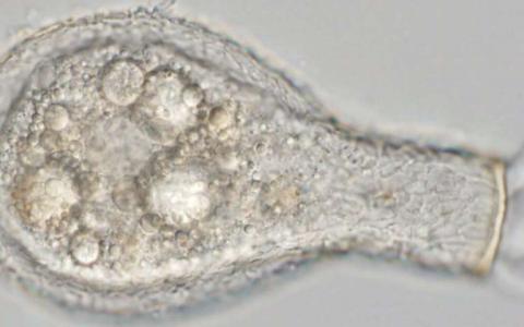 從人行道上的裂縫中刮掉的微型蝸牛有助于揭開古代地球生物進(jìn)化的細(xì)節(jié)