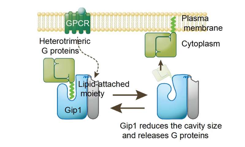 Gip1結(jié)構(gòu)將G蛋白置于鎖定狀態(tài)