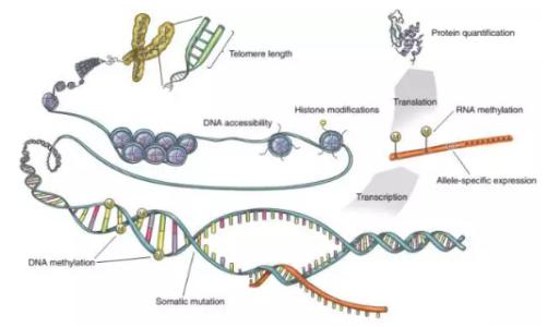 通過分子位移發(fā)現基因調控的新原理