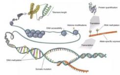 通過分子位移發(fā)現(xiàn)基因調(diào)控的新原理