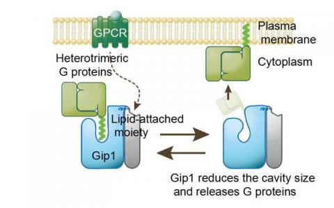 Gip1結(jié)構(gòu)將G蛋白置于鎖定狀態(tài)