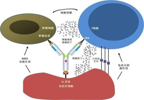 一文速覽國內(nèi)雙特異性抗體備戰(zhàn)情況