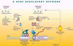 激活對基因調(diào)控的新認(rèn)識