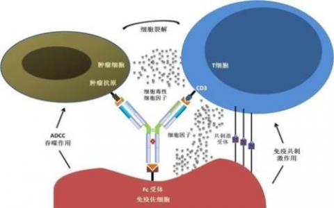 一文速覽國內(nèi)雙特異性抗體備戰(zhàn)情況