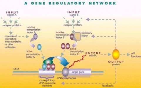 激活對基因調控的新認識