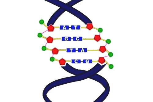 訣竅減少DNA堿基編輯的錯誤