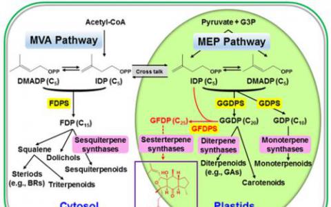利用合成生物學(xué)在植物中共同生產(chǎn)高價(jià)值的萜類生物材料和生物燃料