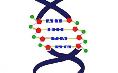 訣竅減少DNA堿基編輯的錯(cuò)誤