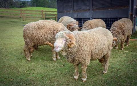 農(nóng)場動物可能很快就會通過基因編輯獲得新功能