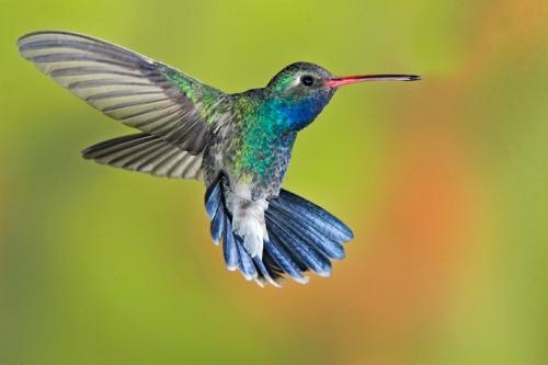 蜂鳥飼養(yǎng)器中的大多數(shù)微生物不會(huì)對(duì)健康造成危害