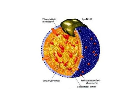 團(tuán)隊(duì)確定膽固醇如何在細(xì)胞內(nèi)移動(dòng)