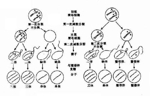 將基因組拉開解釋有絲分裂期間的染色體分離