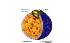 團(tuán)隊(duì)確定膽固醇如何在細(xì)胞內(nèi)移動(dòng)