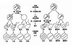 將基因組拉開(kāi)解釋有絲分裂期間的染色體分離