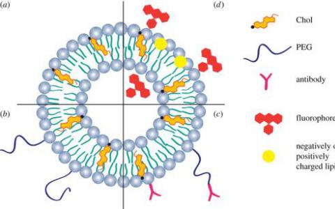 科學家發(fā)現(xiàn)了調(diào)節(jié)脂質(zhì)及其在整體健康中作用的關(guān)鍵生物回路