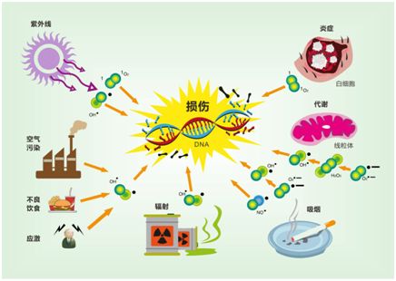 睡覺有助于清除累積的DNA損傷